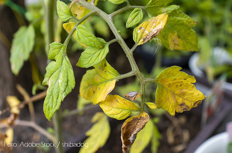 Welk gewordene Blätter einer Tomatenpflanze. Foto: Adobe Stock / shibadog