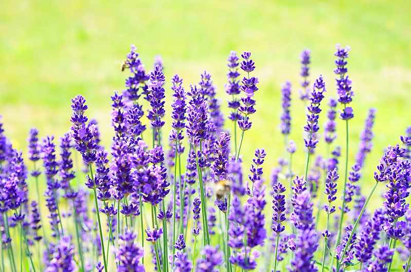 Lavendel zum Schutz für Obstbäume? Bild: Pixabay