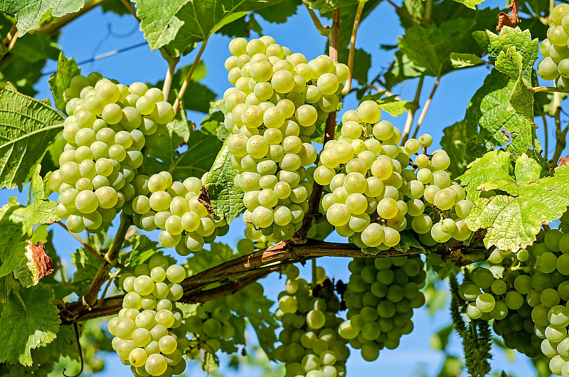 Wein wächst bestimmt auch in Ihrem garten, Bild: Pixabay