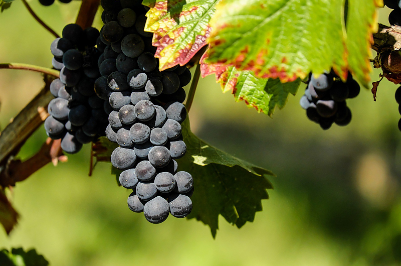 Bei vielen Hobbygärtnern werden Weinreben immer belibter. Aber 2021 ist leider kein gutes Weinjahr. Bild: Pixabay