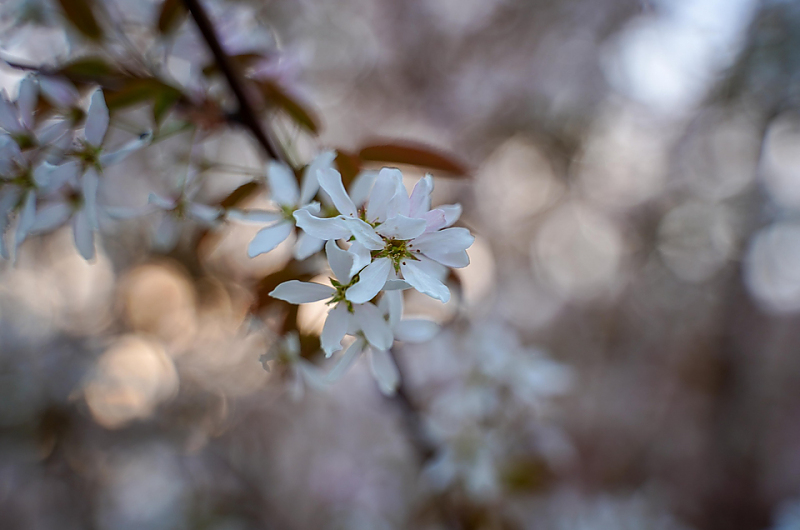 Blüten an Heiligabend. Sinnbild: Pixabay