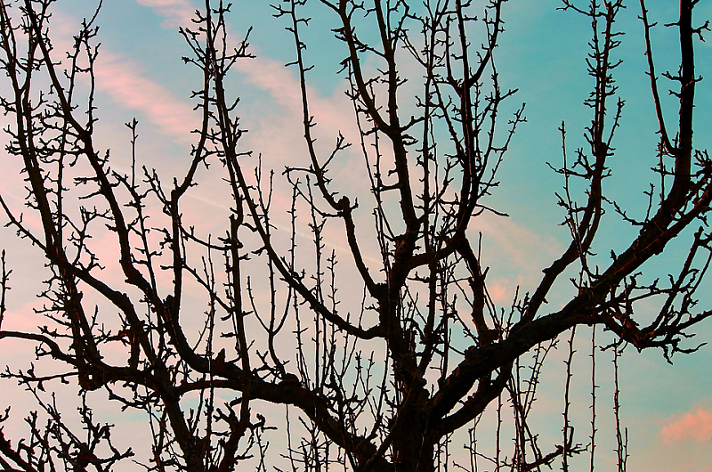Obstbaumschnitt und Frühjahrsblüher. Foto: Pixabay 