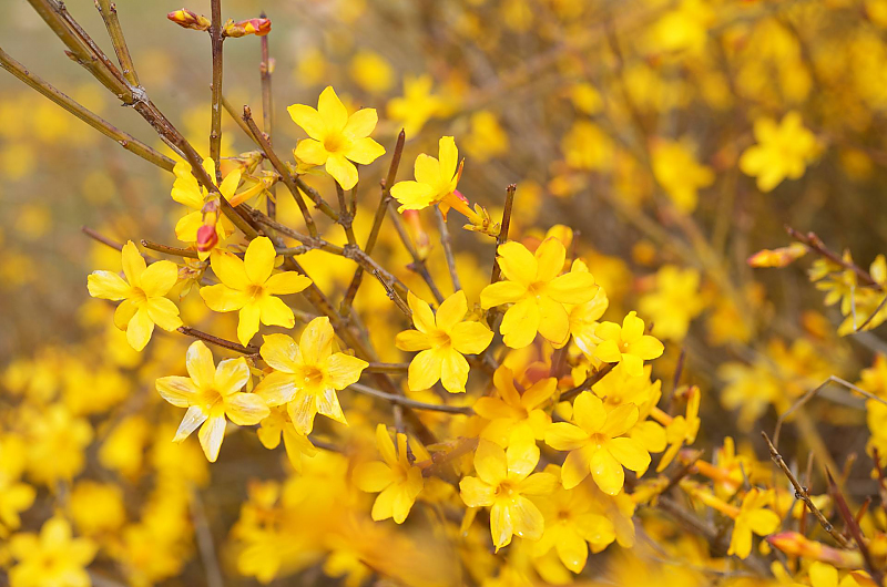 Gelbe Blüten mitten im Winter - der Winterjasmin, Bild: AdobeStock