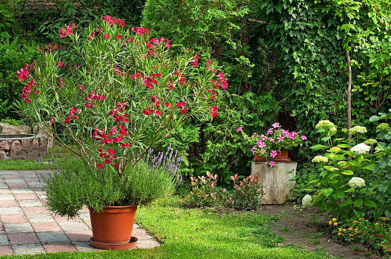 Wann kann der Oleander raus? Bild: AdobeStock