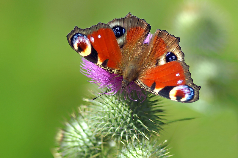 Wie Sie bunte Schmetterlinge in den Garten bekommen, erfahren Sie hier. Bild: Pfauenauge, Pixabay