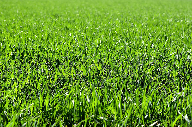 Wer möchte keinen saftig grünen Rasen!? Bild: Pixabay