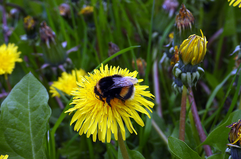Erdhummel in Erfurt. Foto: Ronald Bellstedt Erdhummel in Erfurt. Foto: Ronald Bellstedt
