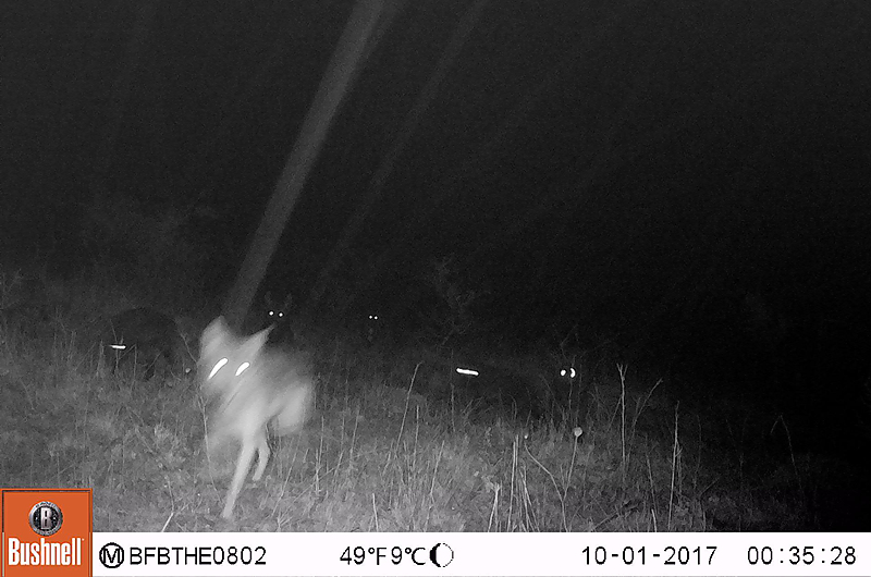 Wölfin © Bundesforst