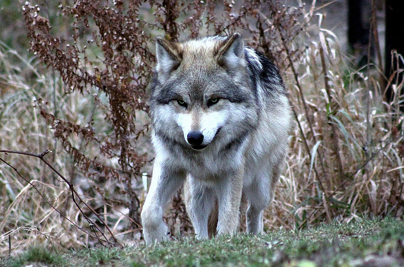Wolf Symbolbild pixabay