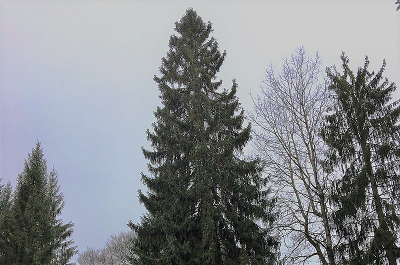 Erfurter Weihnachtsbaum /redaktion