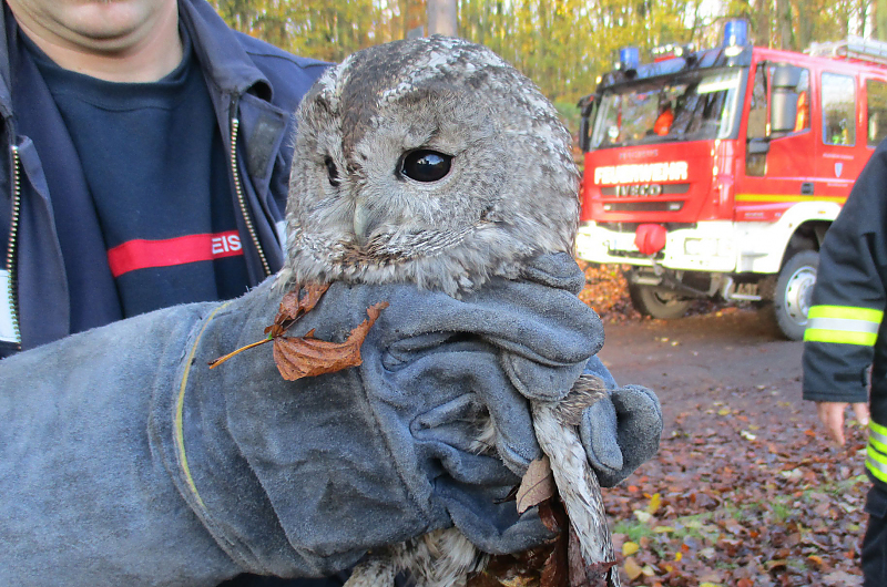 Uhu gerettet, Foto: Stadt Eisenach