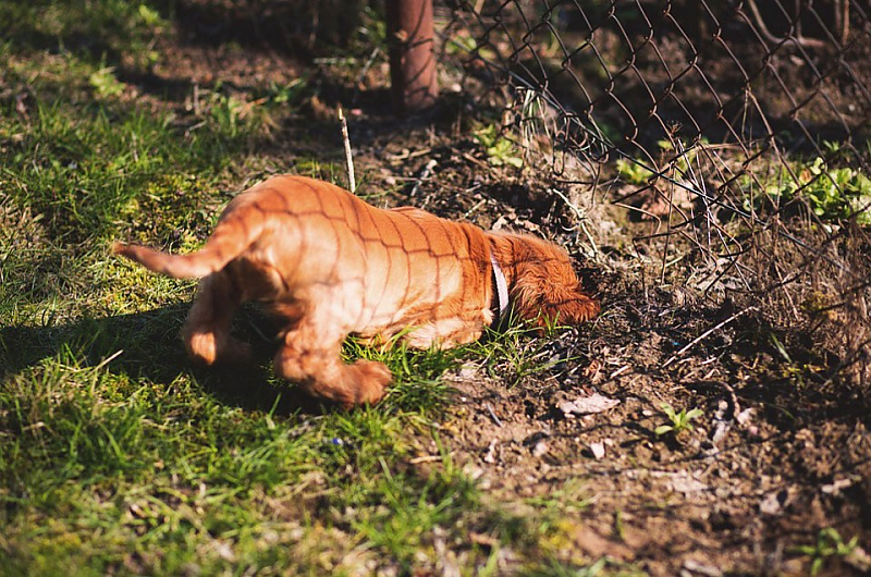 Hund gräbt Granate aus, Symbolfoto: Pixabay