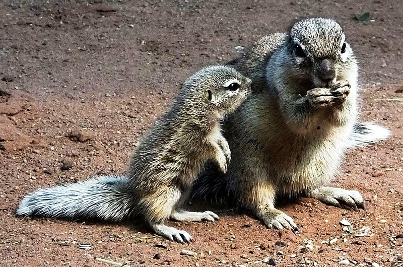 Kap-Borstenhörnchen-Mutter und Nachwuchs, Foto: Thüringer Zoopark Erfurt