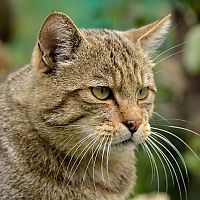 Wildkatzendorf im Hainich