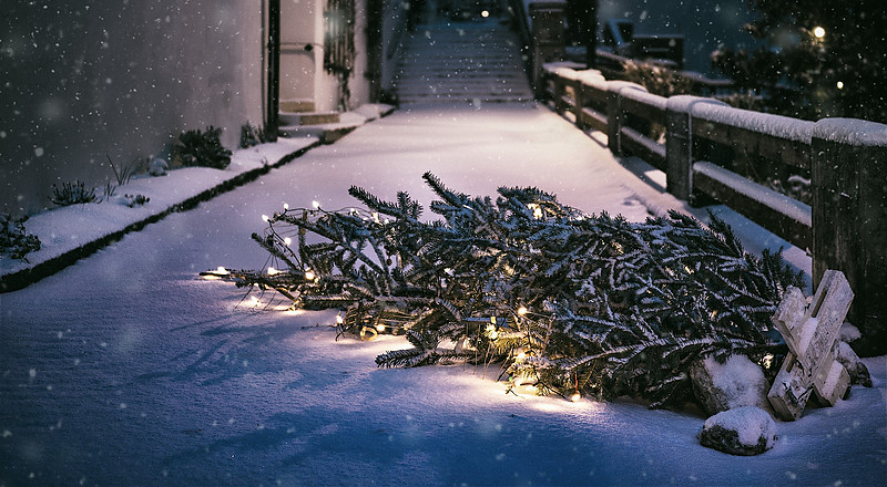 Hier werden Sie Ihren Baum los!