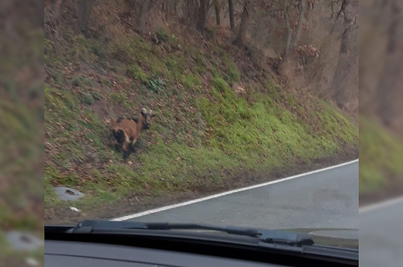 Die Uhlstädter Straßenziege. Unsere Hörerin Brita hat das Foto geschossen.