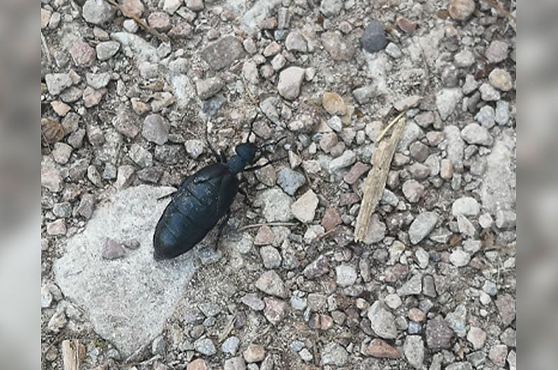 Was krabbelt denn da?