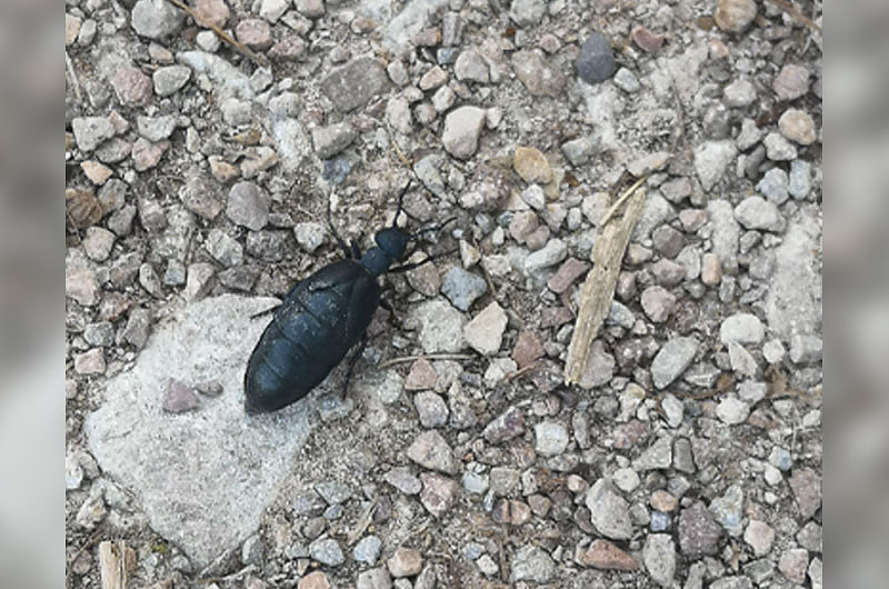 Ölkäfer in Weimar/Ilmpark Foto Redaktion